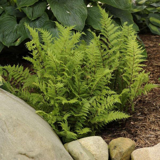 Fern 2c Athyrium Filix Femina 10 170b42ef 12ed 482c 960c E68f85fc4946 from www redcrocus com
