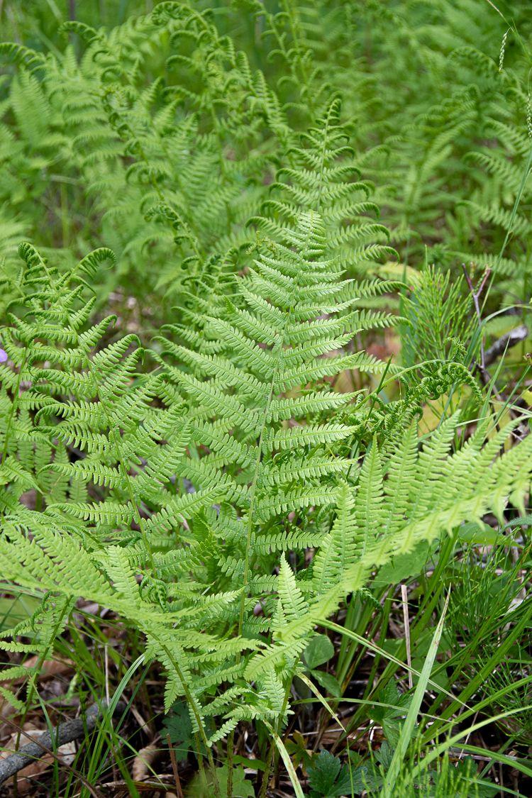 Fern, Athyrium Filix Femina - View 11 from www redcrocus com
