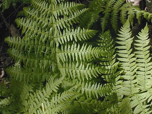 Fern, Athyrium Filix Femina - View 12 from www redcrocus com