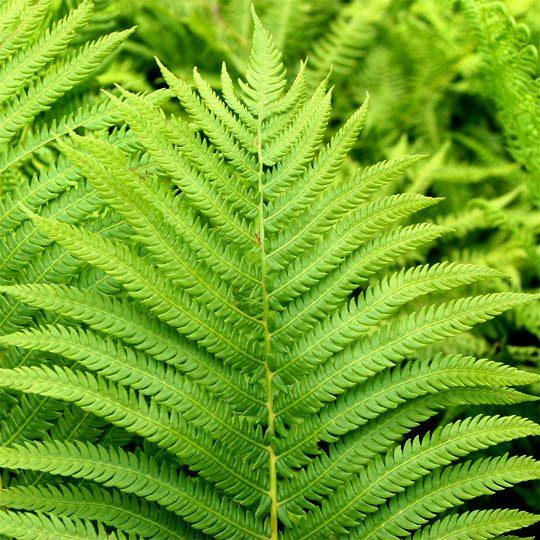 Fern, Athyrium Filix Femina - View 13 from www redcrocus com