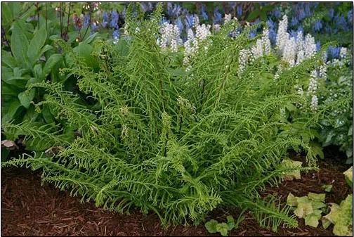 Fern, Athyrium Filix Femina - View 14 from www redcrocus com