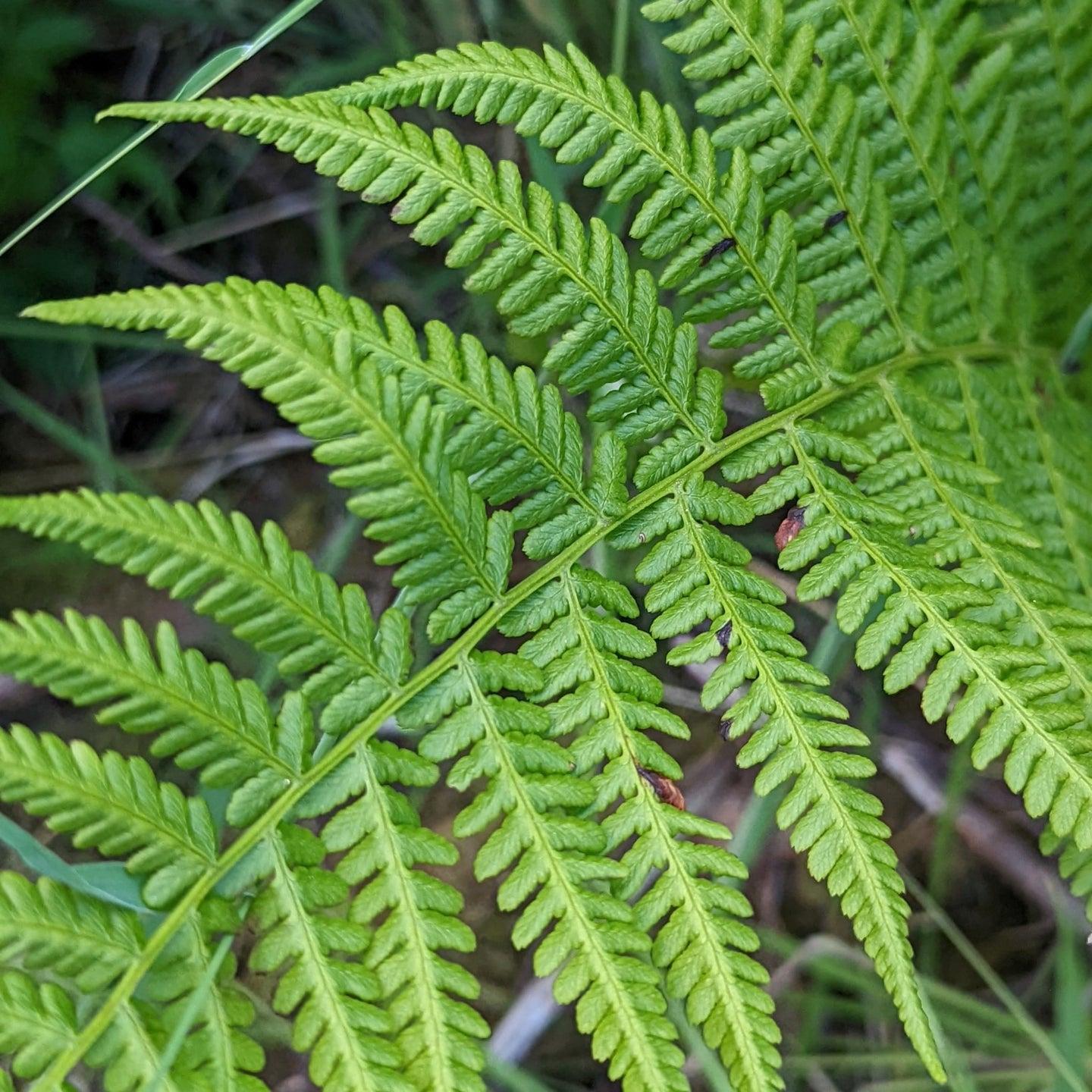 Fern, Athyrium Filix Femina - View 15 from www redcrocus com