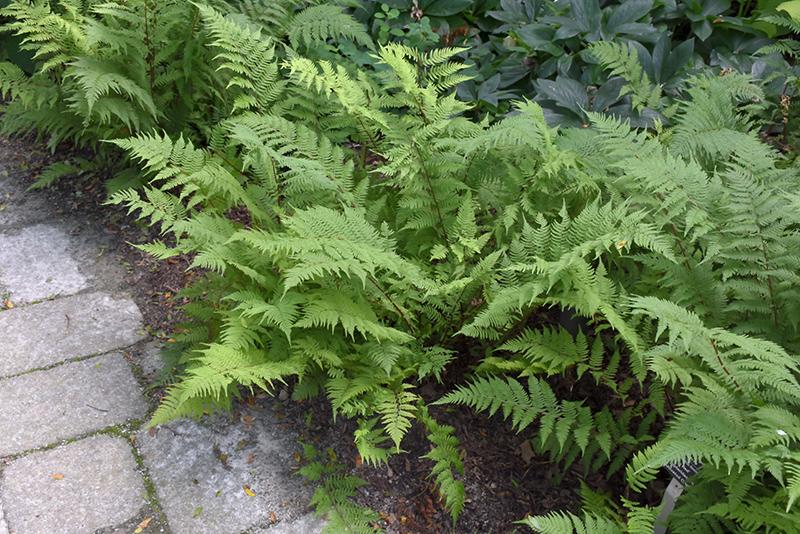 Fern 2c Athyrium Filix Femina 16 286410e1 4ecb 48d7 Adba 417e32146a56 from www redcrocus com