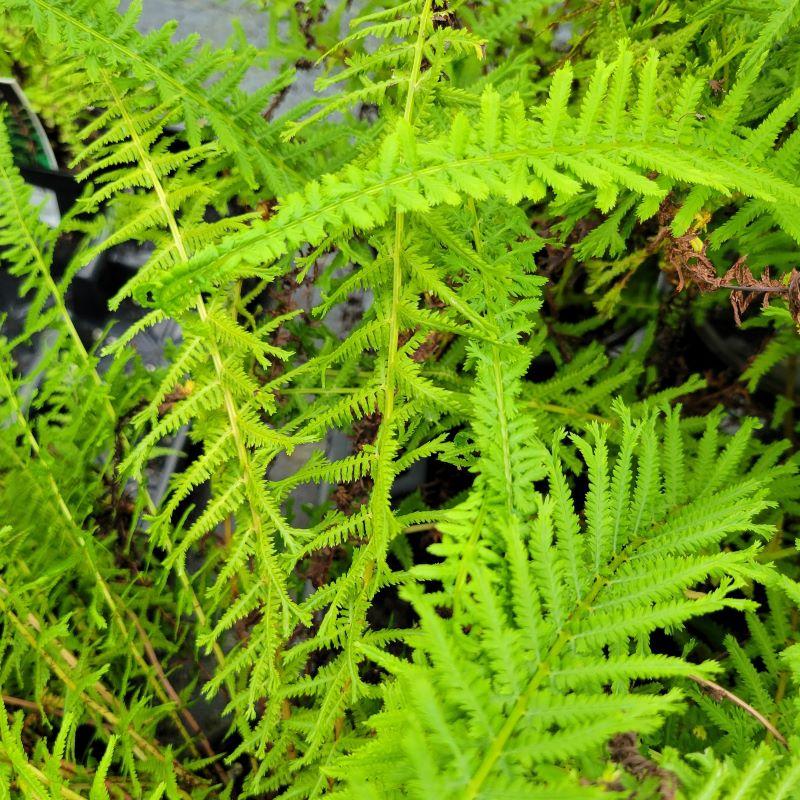 Fern, Athyrium Filix Femina - View 17 from www redcrocus com