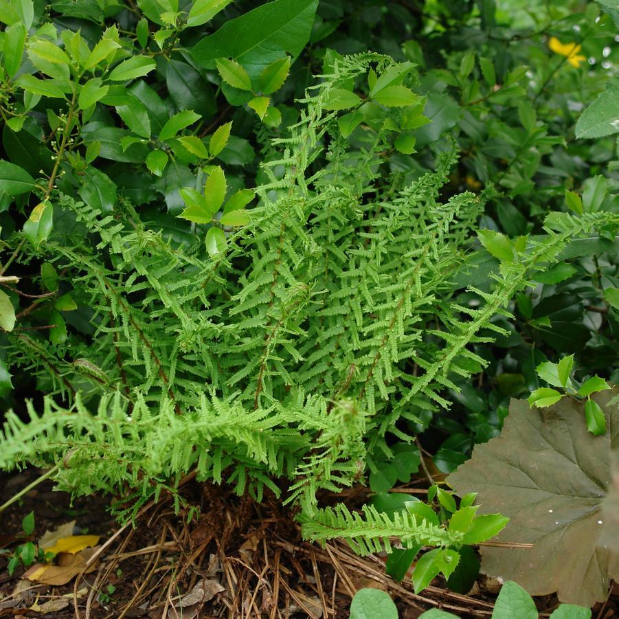 Fern, Athyrium Filix Femina - View 18 from www redcrocus com