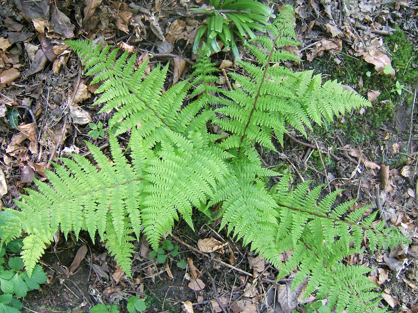 Fern 2c Athyrium Filix Femina 1 637bf866 012a 4ed5 A9ee 36b7442294e4 from www redcrocus com