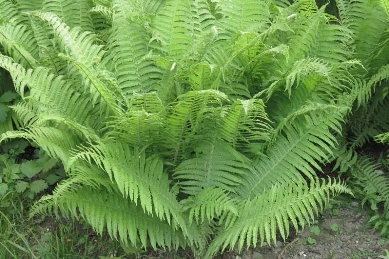 Fern, Athyrium Filix Femina - View 3 from www redcrocus com