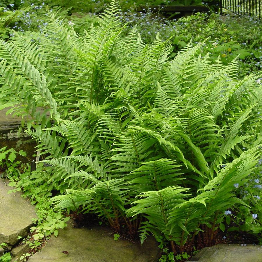 Fern 2c Athyrium Filix Femina 4 D1a109d3 171f 413a 83d9 B19c30b946a1 from www redcrocus com