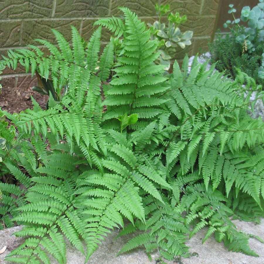 Fern, Athyrium Filix Femina - View 7 from www redcrocus com