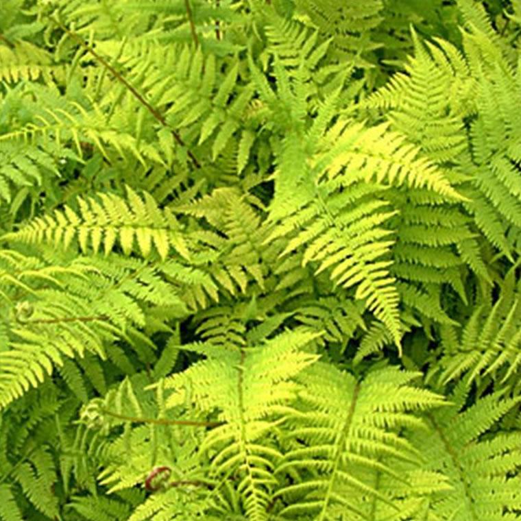 Fern 2c Athyrium Filix Femina 9 798687e0 2e7b 4575 9964 2d2ee421457a from www redcrocus com