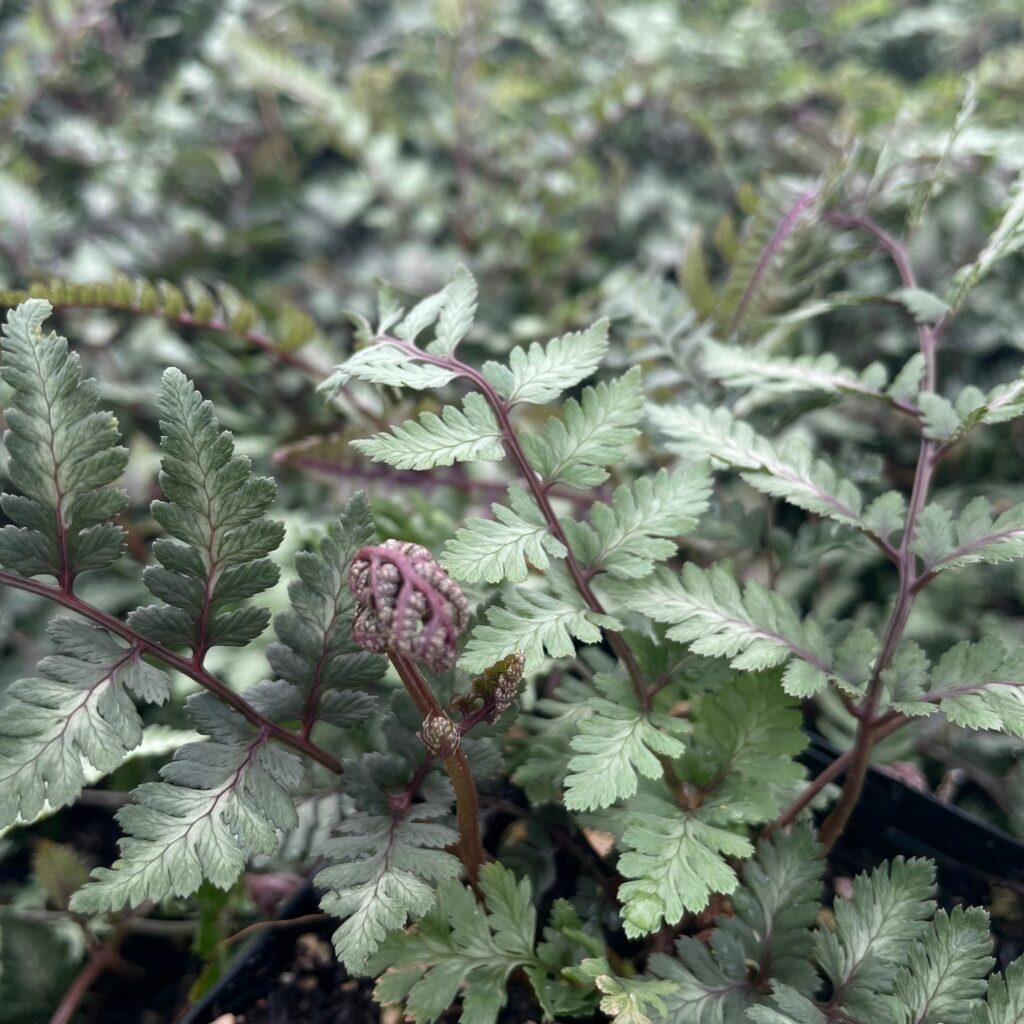 Fern Athyrium Niponicum Godzilla - View 10 from www redcrocus com