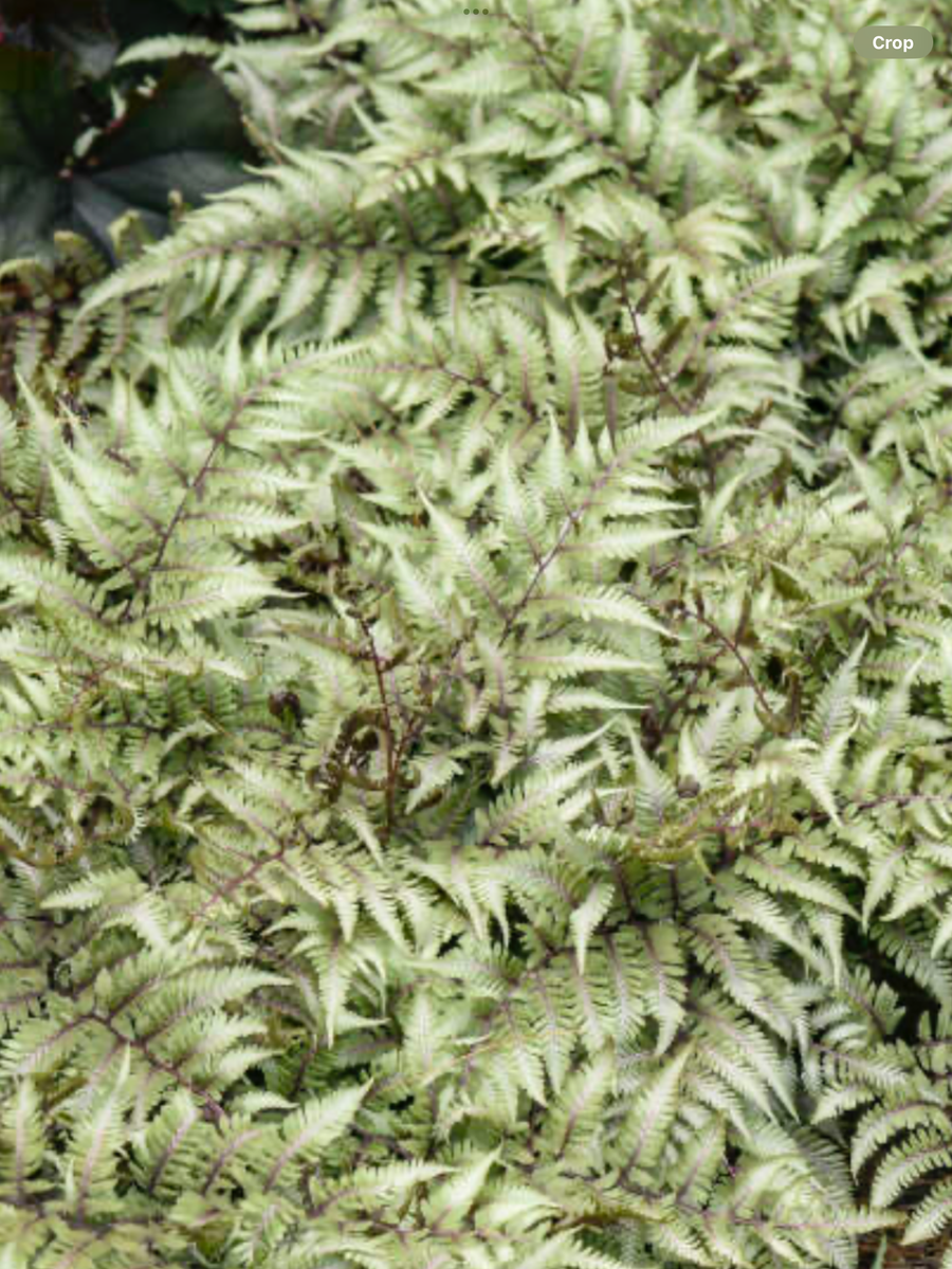 Fern Athyrium Niponicum Godzilla - View 13 from www redcrocus com