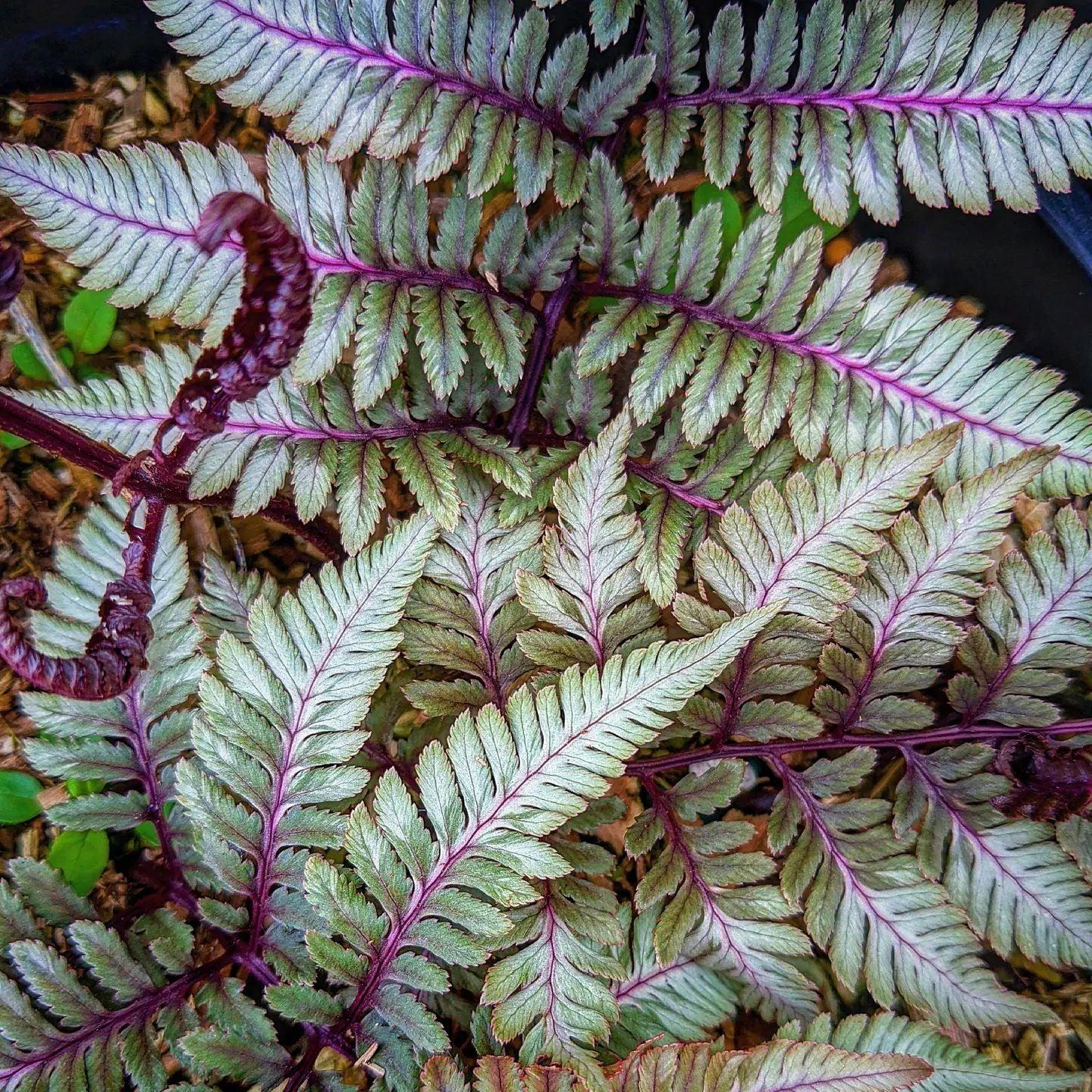 Fern Athyrium Niponicum Godzilla - View 14 from www redcrocus com