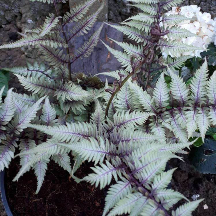 Fern Athyrium Niponicum Godzilla - View 16 from www redcrocus com