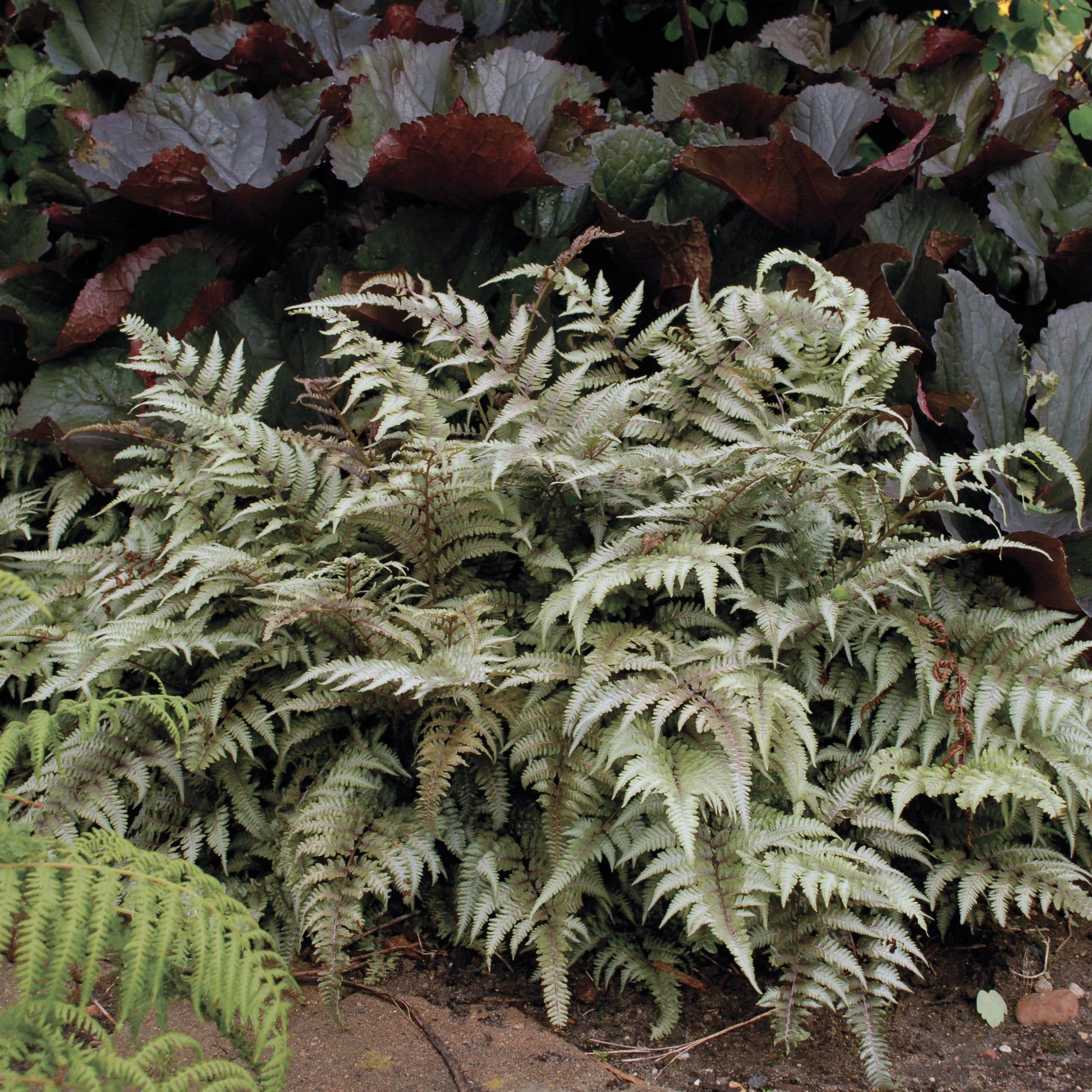 Fern Athyrium Niponicum Godzilla - View 17 from www redcrocus com