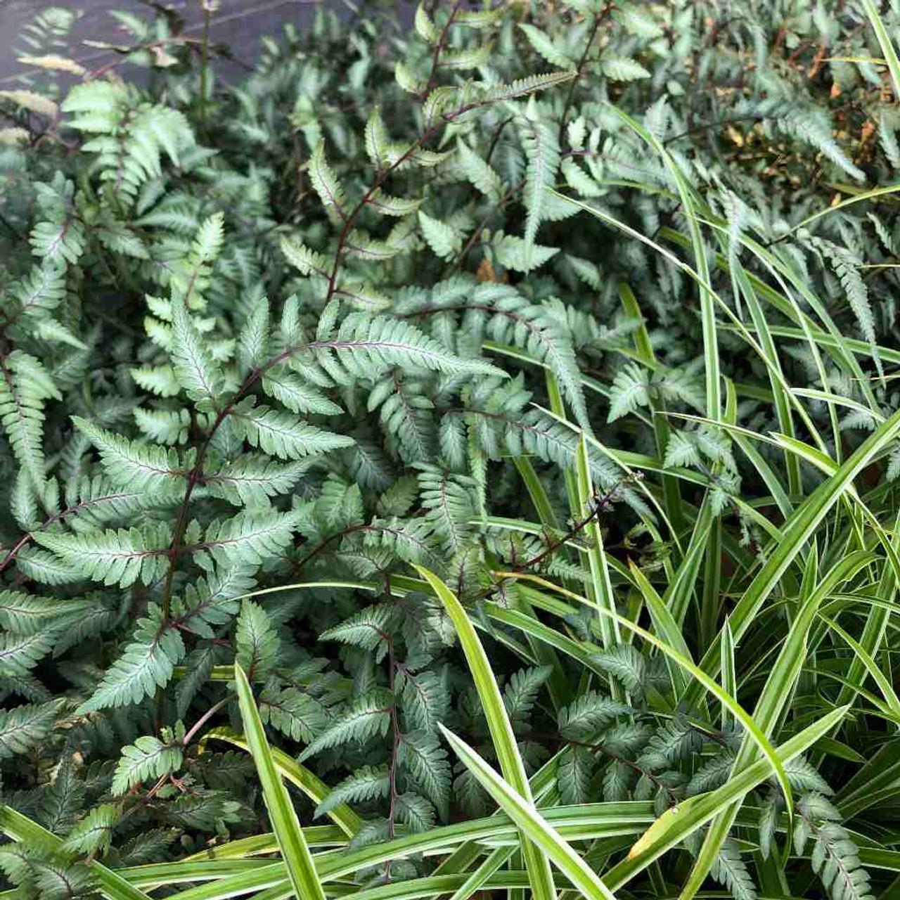 Fern Athyrium Niponicum Godzilla - View 19 from www redcrocus com