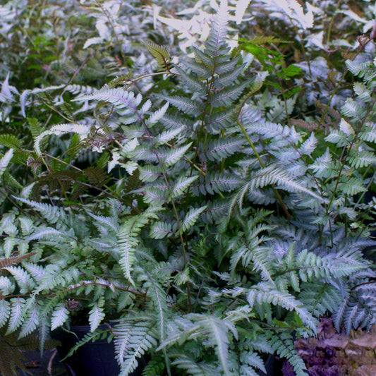 Fern Athyrium Niponicum Godzilla - View 1 from www redcrocus com