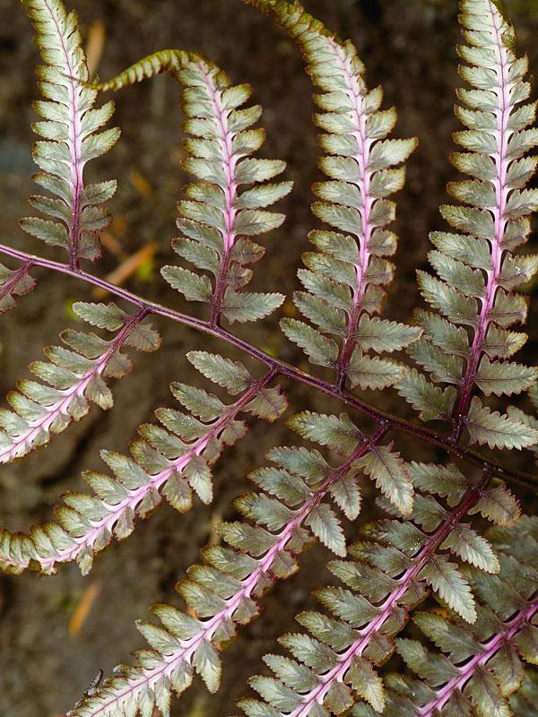Fern Athyrium Niponicum Godzilla - View 2 from www redcrocus com
