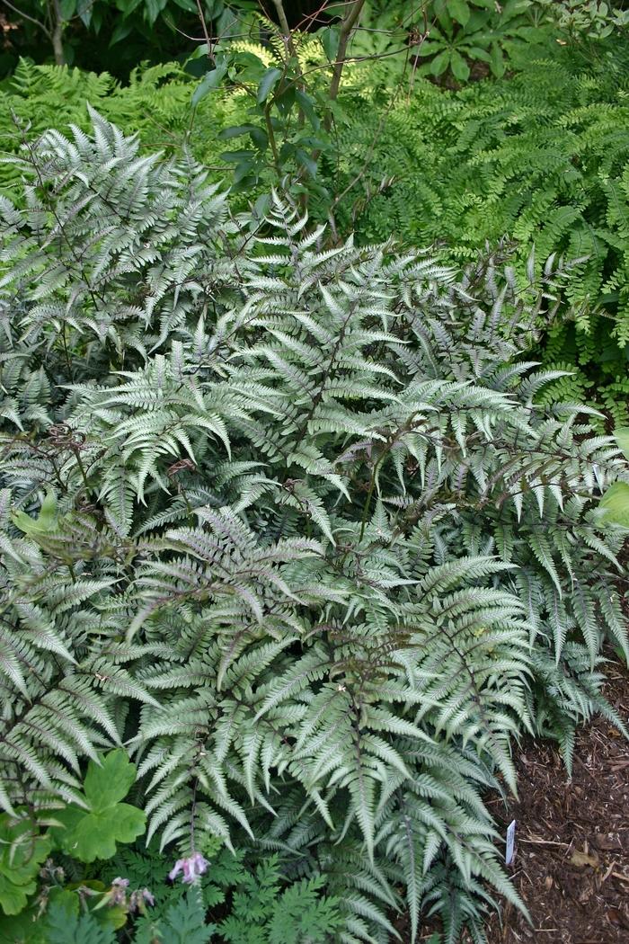 Fern Athyrium Niponicum Godzilla - View 4 from www redcrocus com