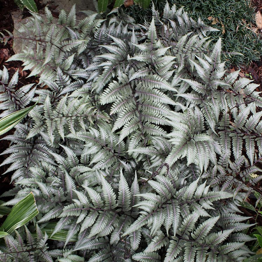 Fern Athyrium Niponicum Godzilla - View 5 from www redcrocus com