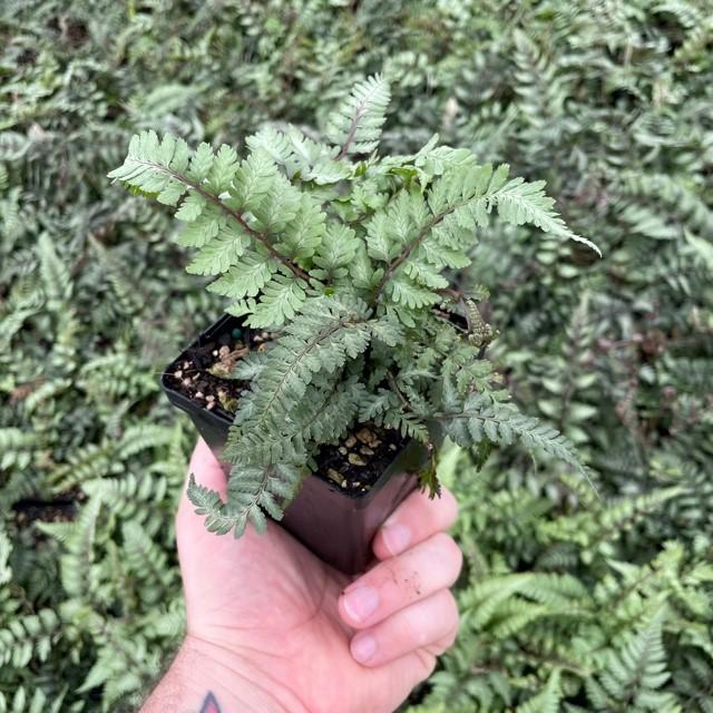 Fern Athyrium Niponicum Godzilla - View 9 from www redcrocus com