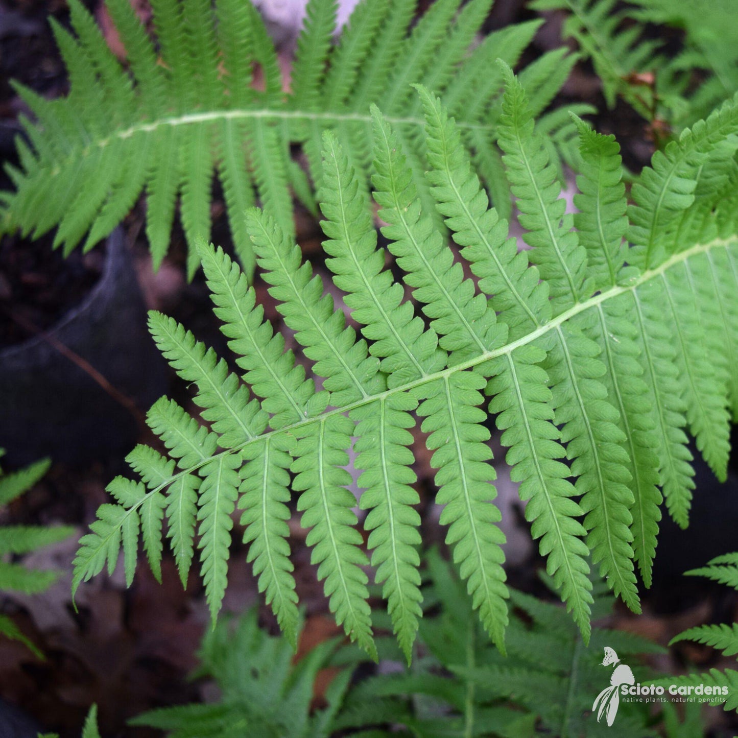 Fern Matteuccia Struthiopteris 10 C06d341d 9688 4fbd 989a 147aedde62eb from www redcrocus com