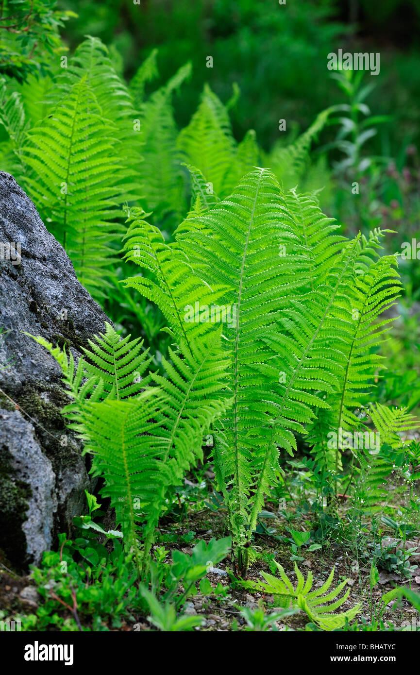 Fern Matteuccia Struthiopteris - View 20 from www redcrocus com
