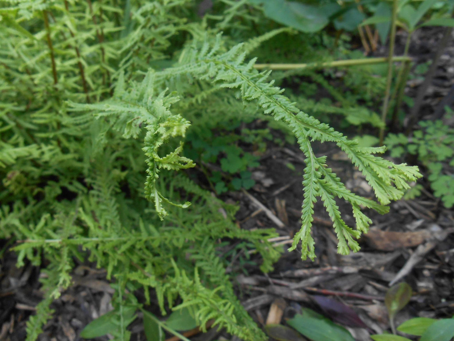 Fern Athyrium Filix Femina Victoriae - View 10 from www redcrocus com