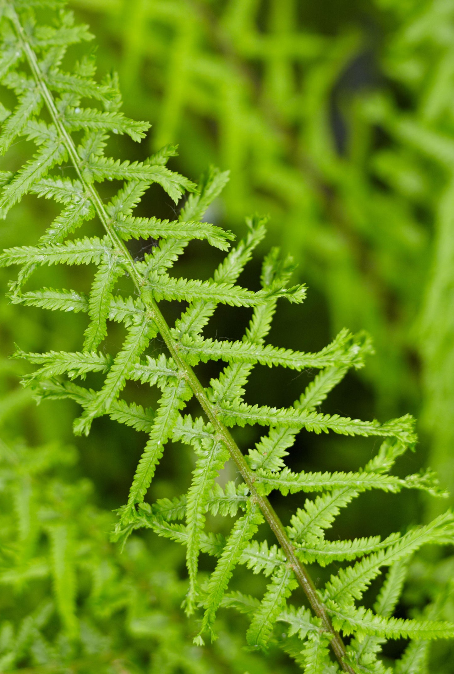 Fern Athyrium Filix Femina Victoriae - View 12 from www redcrocus com