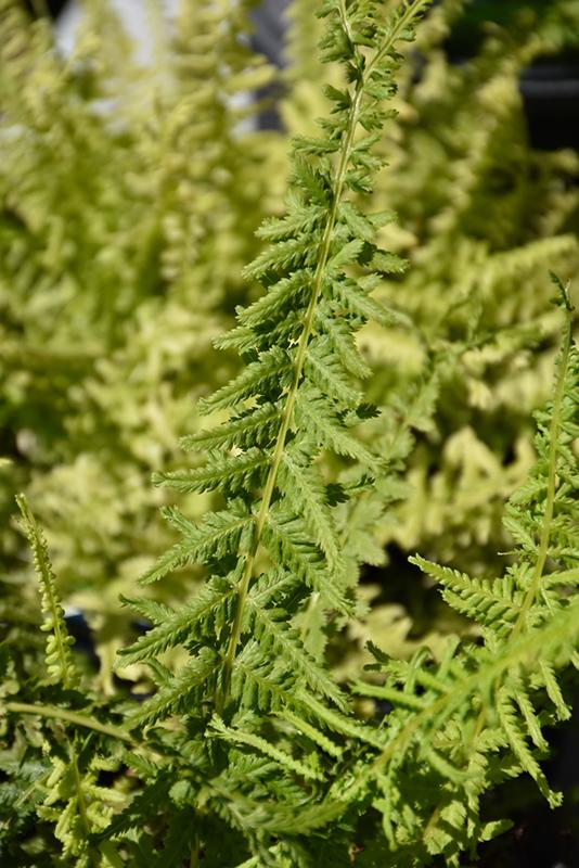 Fern Athyrium Filix Femina Victoriae - View 14 from www redcrocus com
