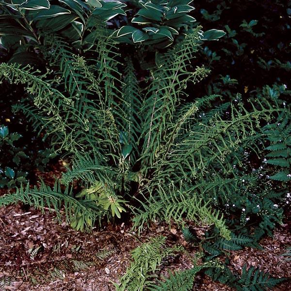 Fern Athyrium Filix Femina Victoriae - View 16 from www redcrocus com