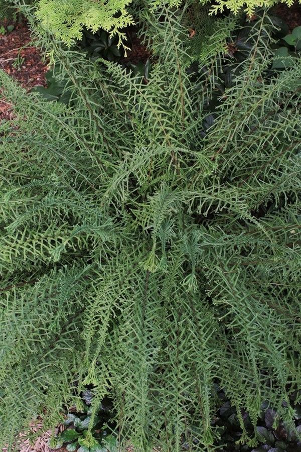 Fern Athyrium Filix Femina Victoriae - View 17 from www redcrocus com