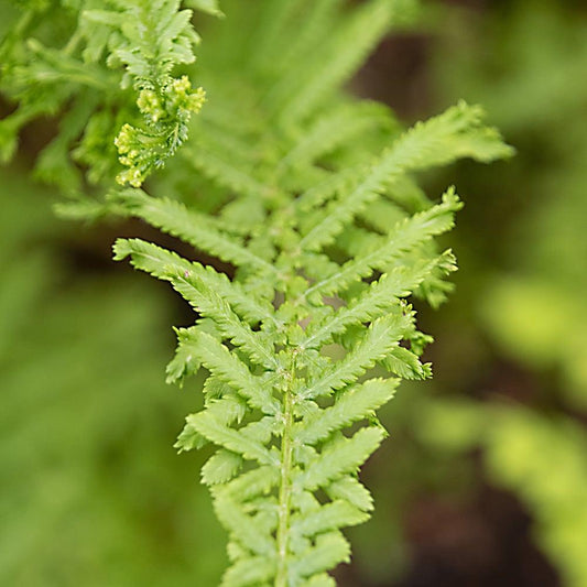 Fern Athyrium Filix Femina Victoriae - View 1 from www redcrocus com