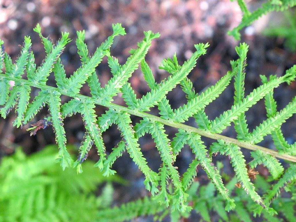 Fern Athyrium Filix Femina Victoriae - View 3 from www redcrocus com