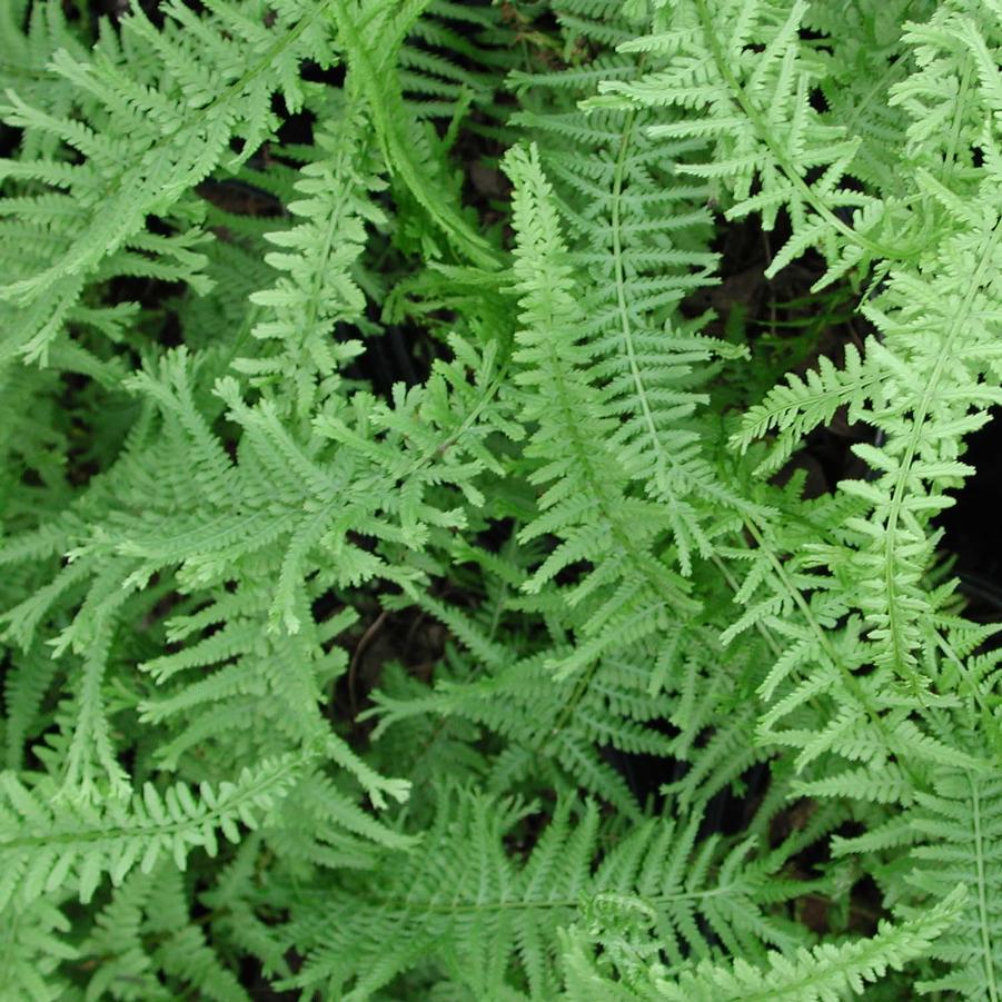 Fern Athyrium Filix Femina Victoriae - View 4 from www redcrocus com