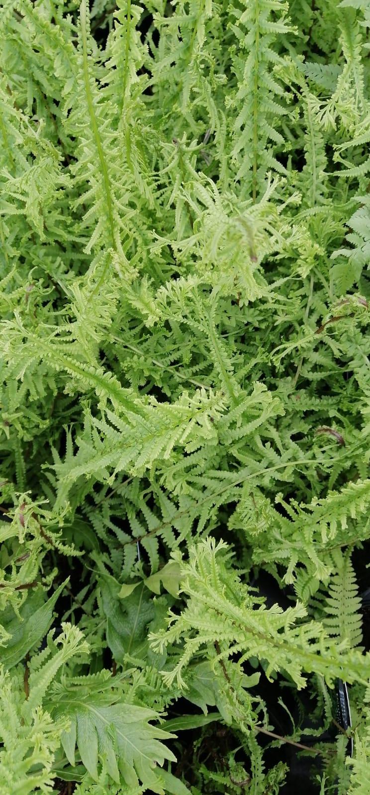 Fern Athyrium Filix Femina Victoriae - View 9 from www redcrocus com