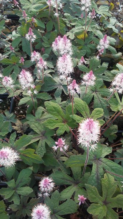 Tiarella X Pink Skyrocket - View 10 from www redcrocus com
