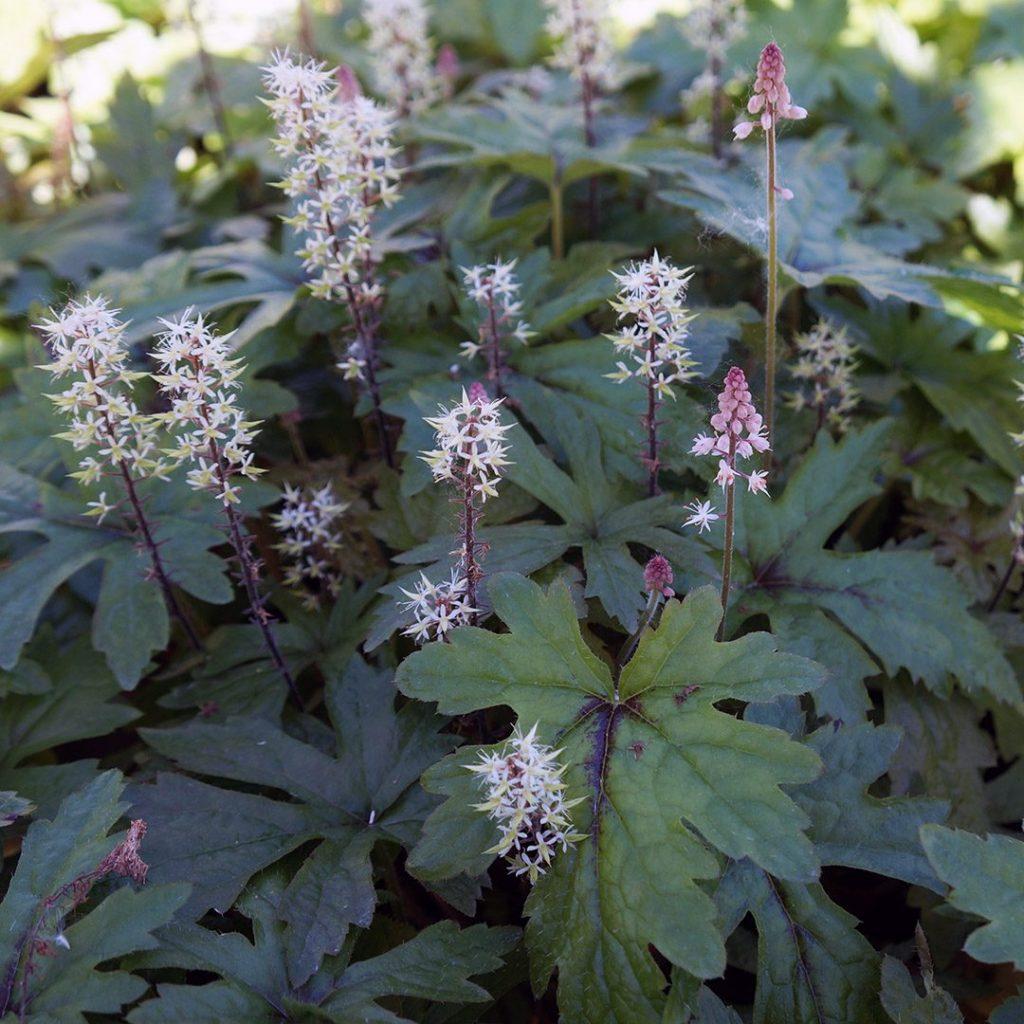 Tiarella X Pink Skyrocket - View 11 from www redcrocus com