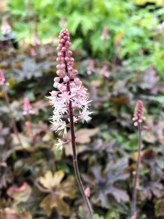 Tiarella X Pink Skyrocket - View 12 from www redcrocus com