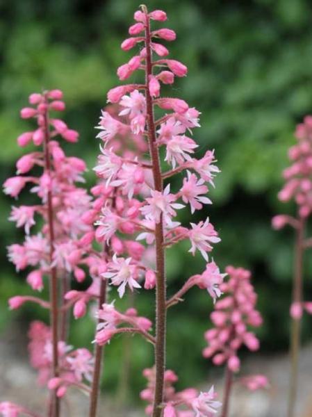 Tiarella X Pink Skyrocket 13 4eab3c6a A1c3 49bf 9e36 F033e2982e08 from www redcrocus com