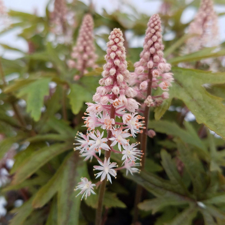 Tiarella X Pink Skyrocket - View 14 from www redcrocus com