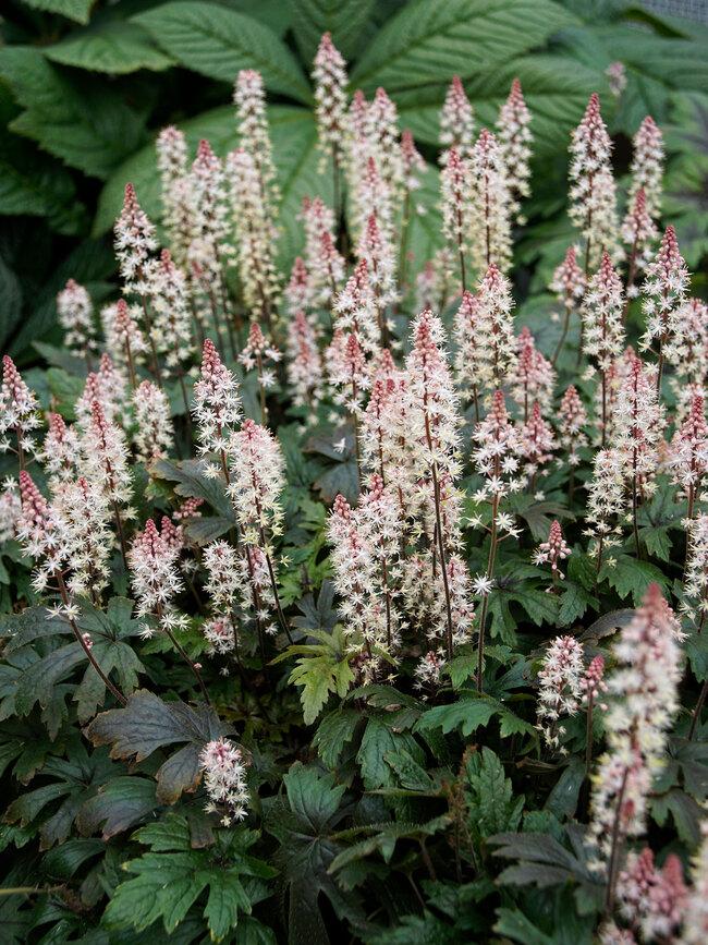 Tiarella X Pink Skyrocket - View 15 from www redcrocus com