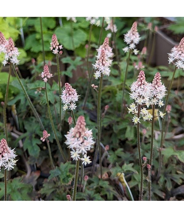 Tiarella X Pink Skyrocket - View 16 from www redcrocus com