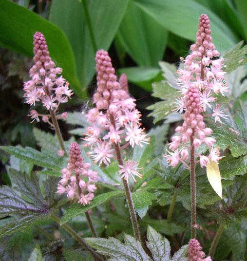 Tiarella X Pink Skyrocket - View 17 from www redcrocus com