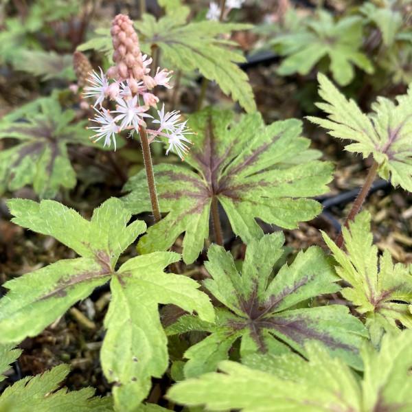 Tiarella X Pink Skyrocket 1 7d33f40a C1b7 4f8a 912f Ce16b2a81e4f from www redcrocus com