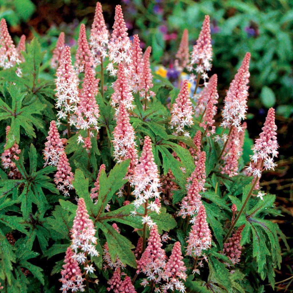 Tiarella X Pink Skyrocket - View 2 from www redcrocus com