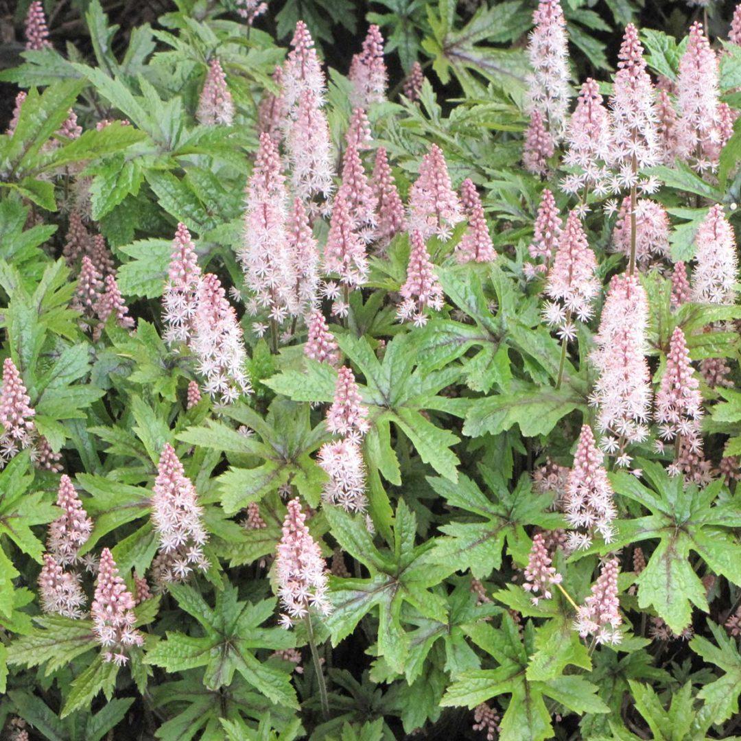 Tiarella X Pink Skyrocket - View 3 from www redcrocus com