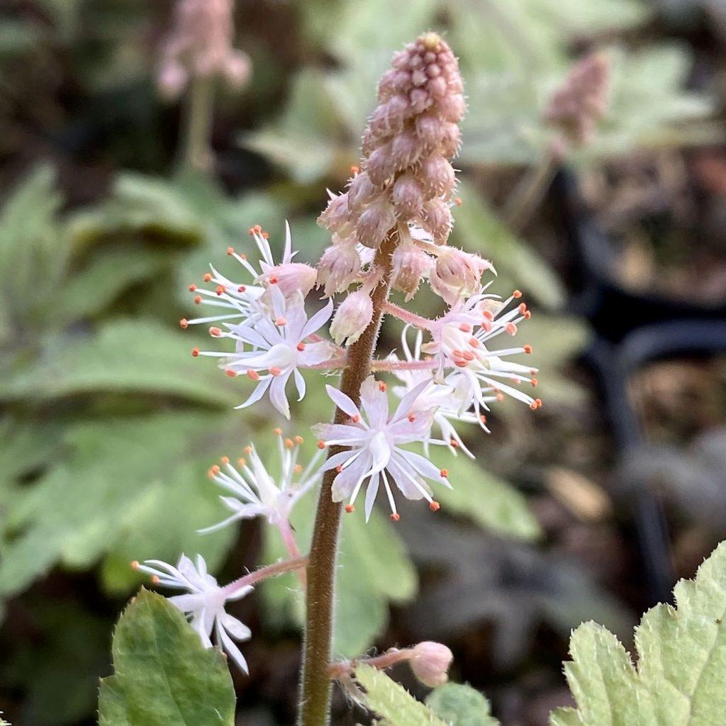 Tiarella X Pink Skyrocket 4 Ace71623 50a7 49b8 B74a 77b7efe004a4 from www redcrocus com