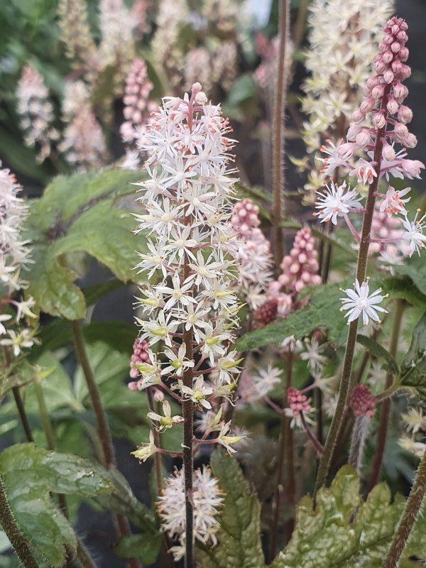 Tiarella X Pink Skyrocket - View 5 from www redcrocus com