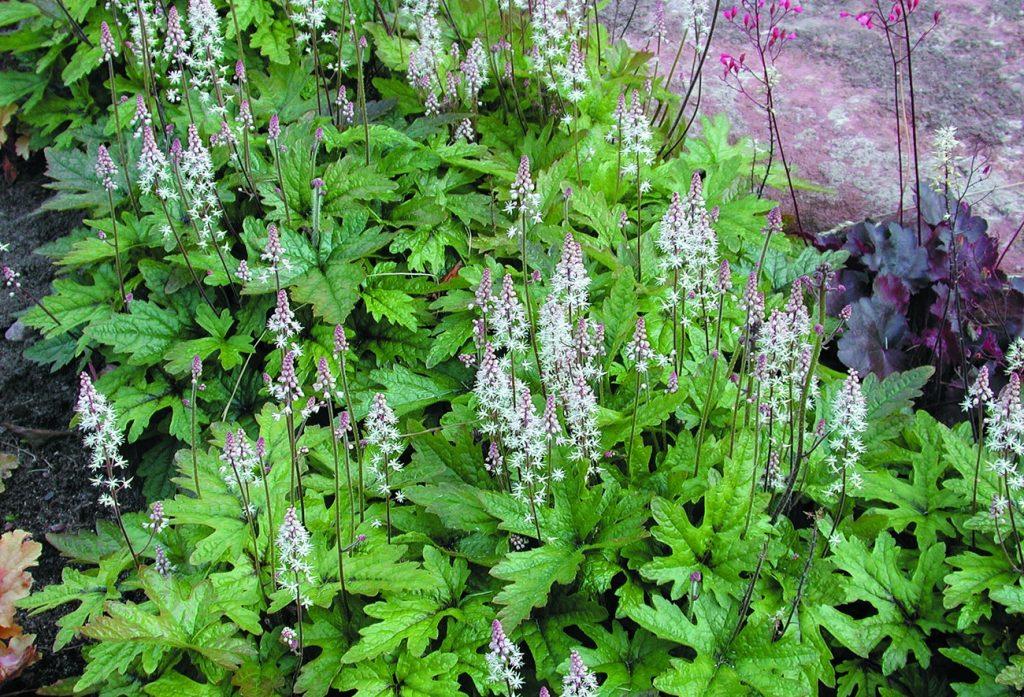 Tiarella X Pink Skyrocket - View 6 from www redcrocus com